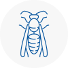 Calderdale Wasp Nest Removal